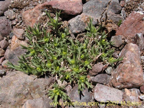 Imágen de Azorella cryptantha (). Haga un clic para aumentar parte de imágen.