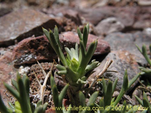 Image of Azorella cryptantha (). Click to enlarge parts of image.