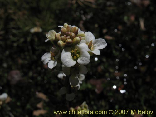 Brassicaceae sp. #3052의 사진