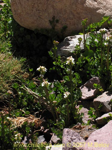 Image of Brassicaceae sp. #3052 (). Click to enlarge parts of image.