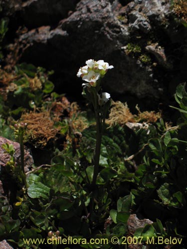 Brassicaceae sp. #3052의 사진