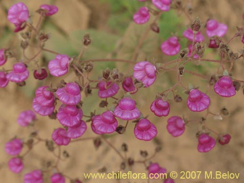 Bild von Calceolaria purpurea (). Klicken Sie, um den Ausschnitt zu vergrössern.