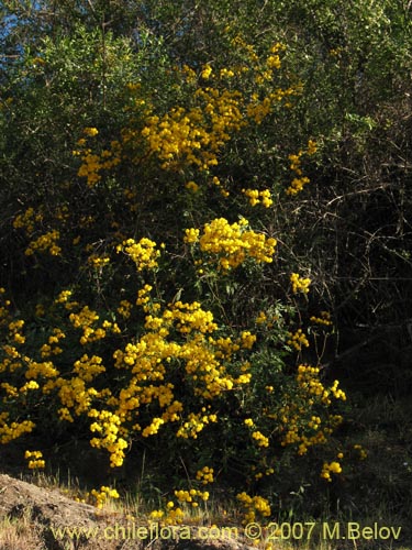 Calceolaria ascendens ssp. glandulifera의 사진