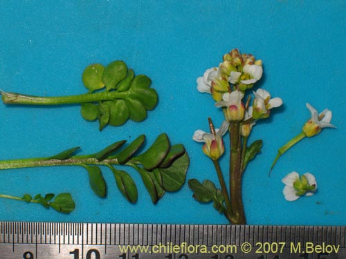 Brassicaceae sp. #3052の写真