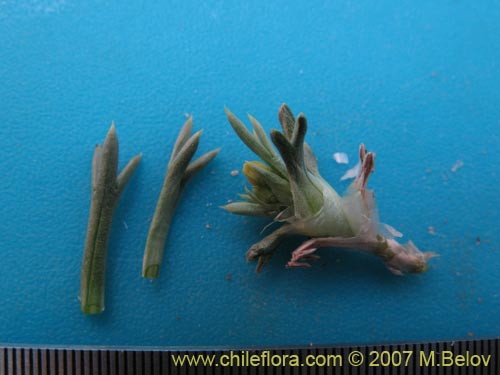 Image of Azorella cryptantha (). Click to enlarge parts of image.