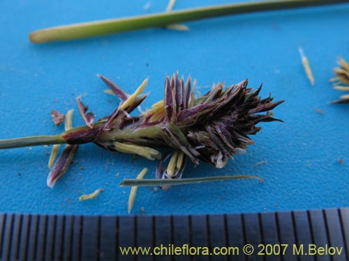 Image of Carex sp. #6712 (). Click to enlarge parts of image.