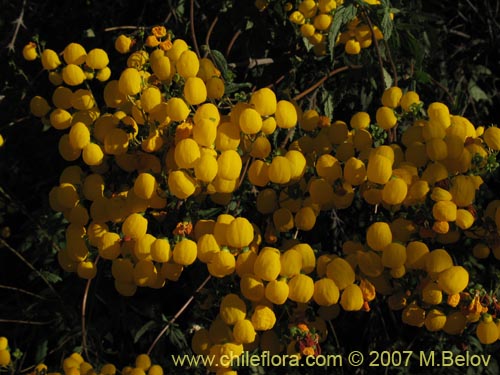 Calceolaria ascendens ssp. glandulifera의 사진