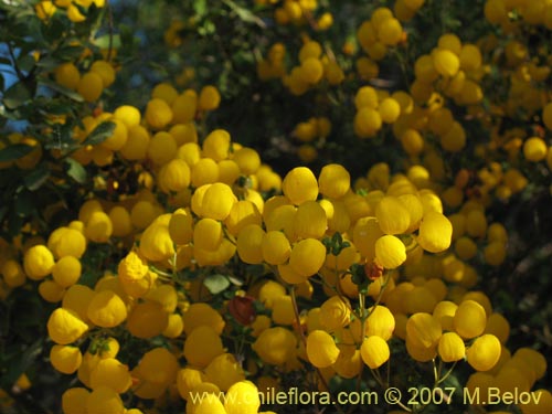 Calceolaria ascendens ssp. glandulifera의 사진