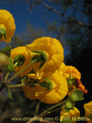 Image of Calceolaria ascendens ssp. glandulifera (). Click to enlarge parts of image.