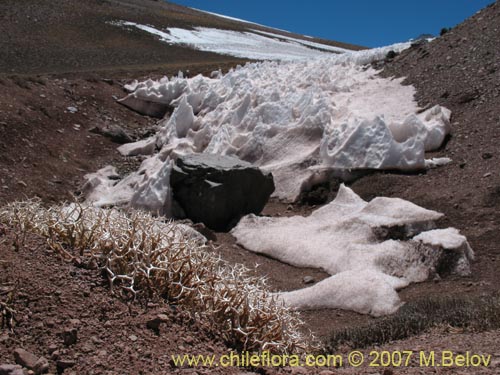 Imágen de Adesmia echinus (). Haga un clic para aumentar parte de imágen.