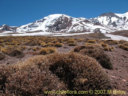 Imágen de Adesmia echinus (). Haga un clic para aumentar parte de imágen.