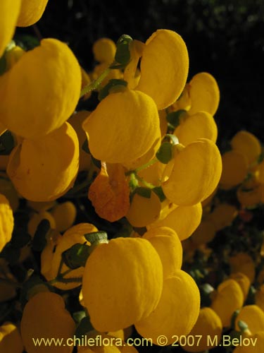 Imágen de Calceolaria ascendens ssp. glandulifera (). Haga un clic para aumentar parte de imágen.