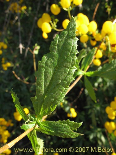 Image of Calceolaria ascendens ssp. glandulifera (). Click to enlarge parts of image.