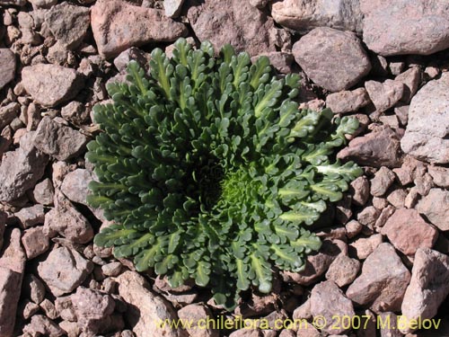 Imágen de Nastanthus caespitosus (). Haga un clic para aumentar parte de imágen.