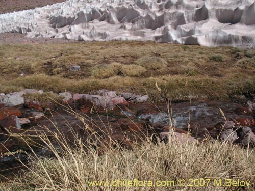 Imágen de Poaceae sp. #Z 6715 (). Haga un clic para aumentar parte de imágen.