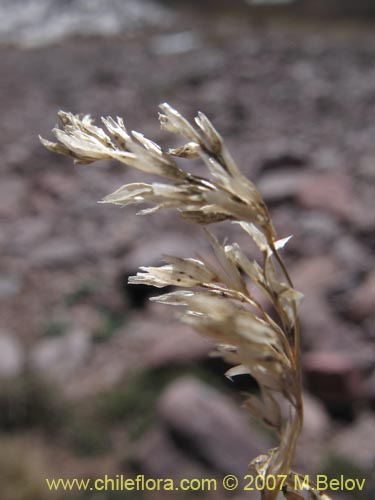 Imágen de Poaceae sp. #Z 6715 (). Haga un clic para aumentar parte de imágen.