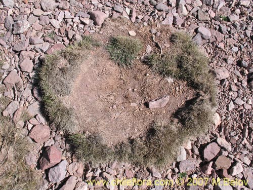 Imágen de Poaceae sp. #Z 6715 (). Haga un clic para aumentar parte de imágen.