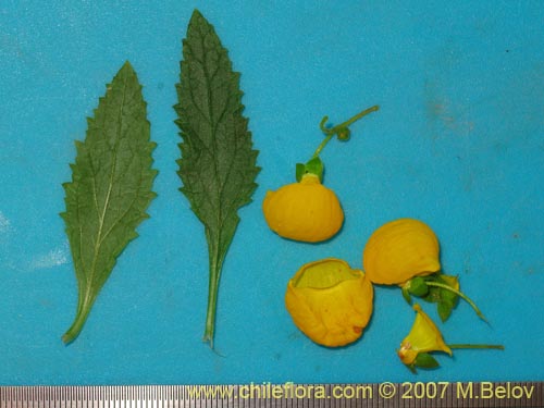 Calceolaria ascendens ssp. glandulifera的照片