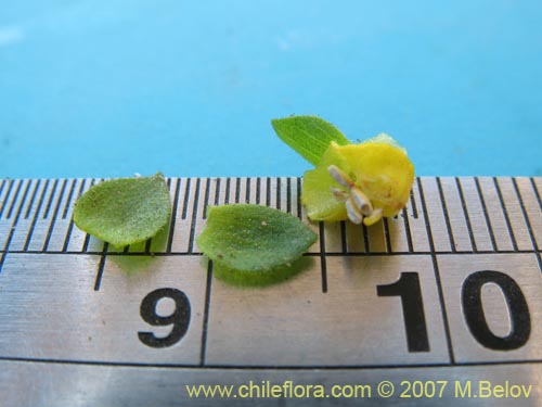 Calceolaria ascendens ssp. glandulifera的照片