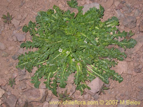 Imágen de Jaborosa caulescens (). Haga un clic para aumentar parte de imágen.