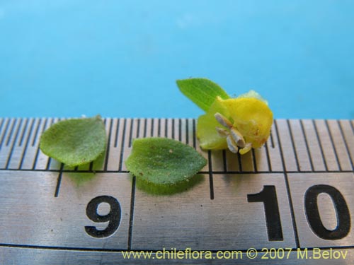 Image of Calceolaria ascendens ssp. glandulifera (). Click to enlarge parts of image.