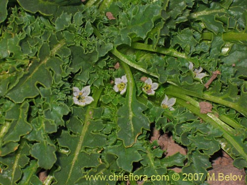 Bild von Jaborosa caulescens (). Klicken Sie, um den Ausschnitt zu vergrössern.