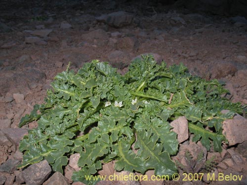 Bild von Jaborosa caulescens (). Klicken Sie, um den Ausschnitt zu vergrössern.