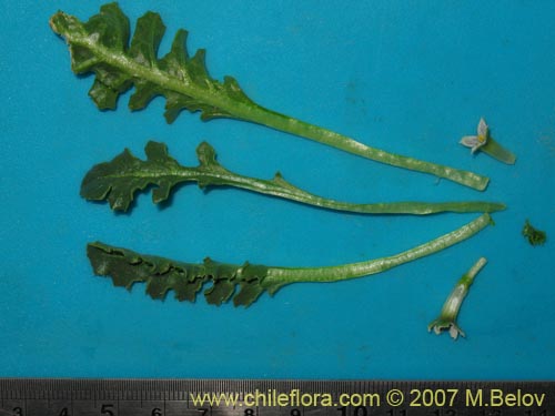 Image of Jaborosa caulescens (). Click to enlarge parts of image.