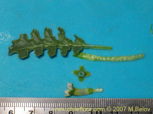 Image of Jaborosa caulescens (). Click to enlarge parts of image.