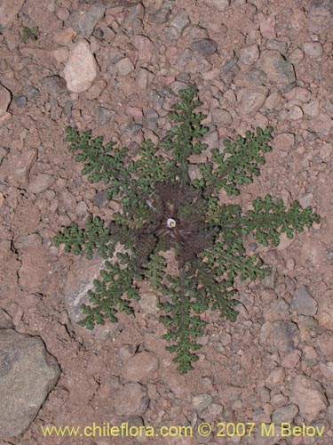 Phacelia setigeraの写真