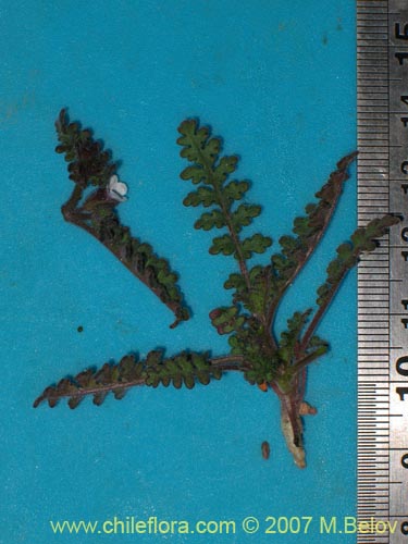 Image of Phacelia setigera (). Click to enlarge parts of image.