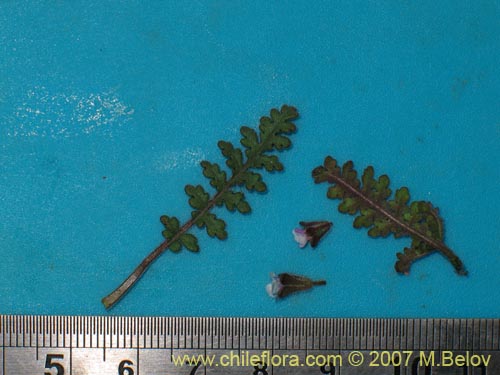 Image of Phacelia setigera (). Click to enlarge parts of image.