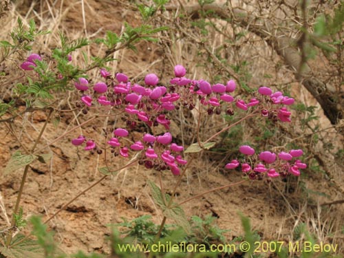 Image of Calceolaria purpurea (). Click to enlarge parts of image.