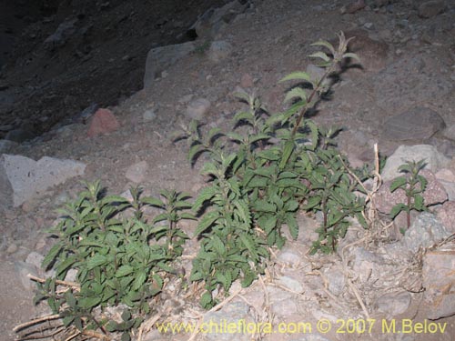 未確認の植物種 sp. #2601の写真