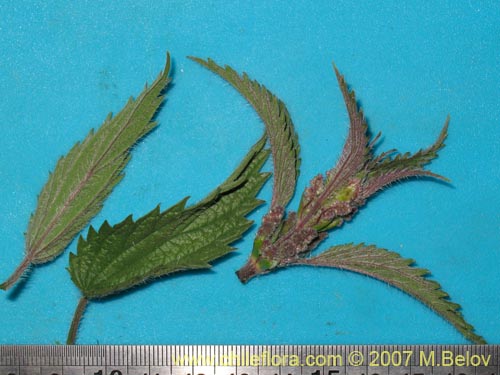 Image of Unidentified Plant sp. #2601 (). Click to enlarge parts of image.