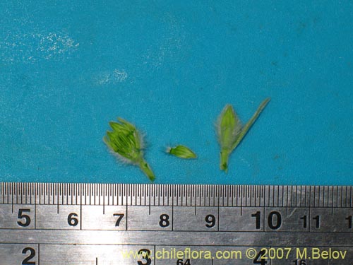Image of Unidentified Plant sp. #2601 (). Click to enlarge parts of image.