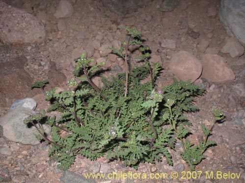 Bild von Phacelia setigera (). Klicken Sie, um den Ausschnitt zu vergrössern.