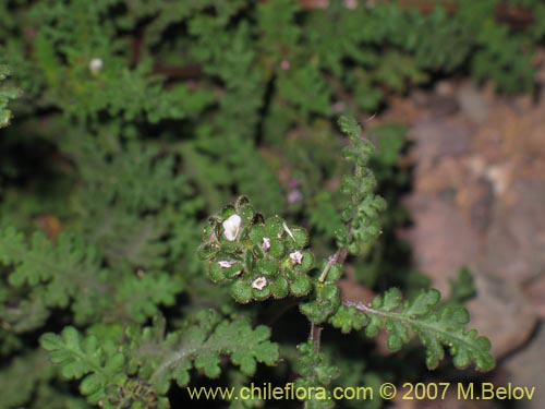 Bild von Phacelia setigera (). Klicken Sie, um den Ausschnitt zu vergrössern.