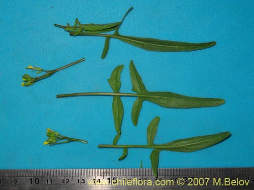 Bild von Brassicaceae sp. #1473 (). Klicken Sie, um den Ausschnitt zu vergrössern.