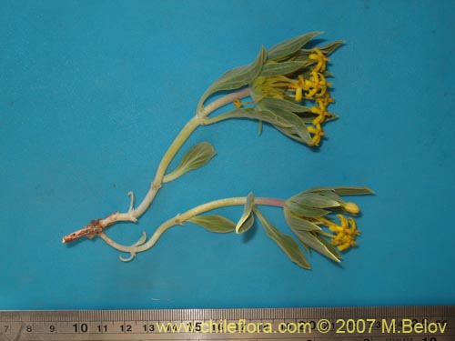 Image of Oreopolus palmae (). Click to enlarge parts of image.