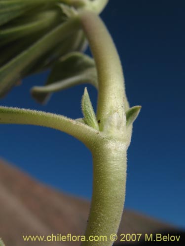 Imágen de Oreopolus palmae (). Haga un clic para aumentar parte de imágen.