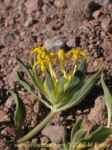 Image of Oreopolus palmae (). Click to enlarge parts of image.