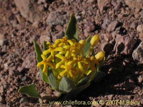 Imágen de Oreopolus palmae (). Haga un clic para aumentar parte de imágen.