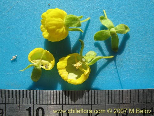 Bild von Calceolaria flavovirens (). Klicken Sie, um den Ausschnitt zu vergrössern.