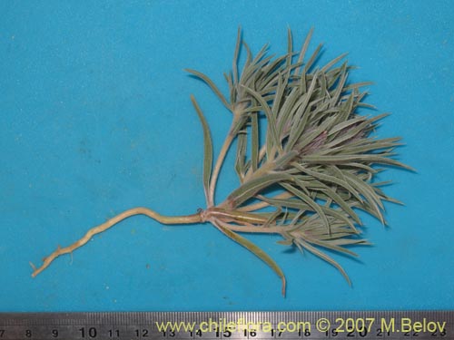 未確認の植物種 sp. #1399の写真