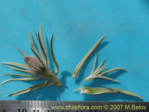Image of Unidentified Plant sp. #1399 (). Click to enlarge parts of image.