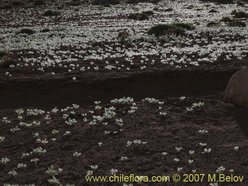 Imágen de Lupinus microcarpus (). Haga un clic para aumentar parte de imágen.