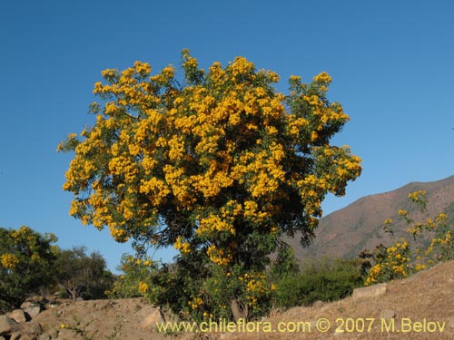 Senna cumingii var. alcaparraの写真