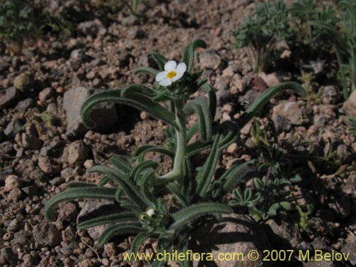 Bild von Cryptantha involucrata (). Klicken Sie, um den Ausschnitt zu vergrössern.