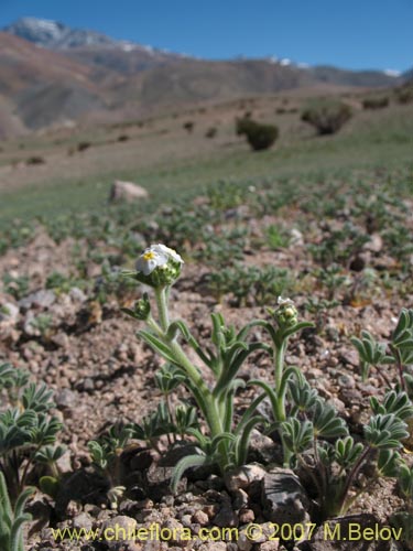 Bild von Cryptantha involucrata (). Klicken Sie, um den Ausschnitt zu vergrössern.